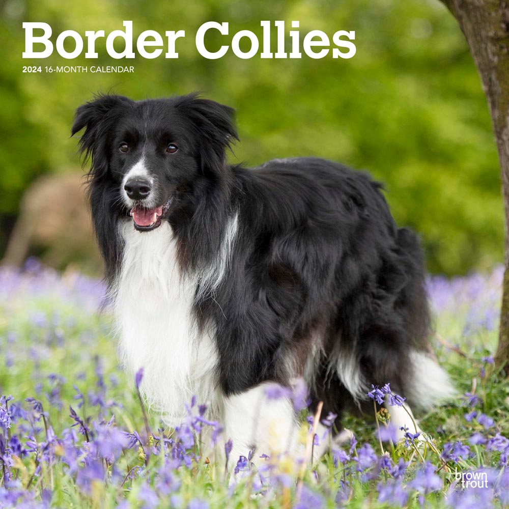 Border Collies | 2024 12 x 24 Inch Monthly Square Wall Calendar | BrownTrout | Animals Dog Breeds