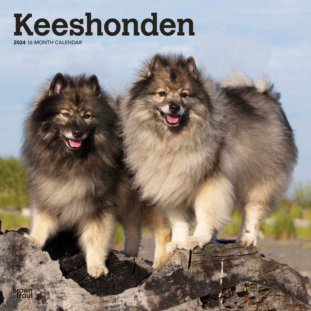 Keeshonden | 2024 12 x 24 Inch Monthly Square Wall Calendar | BrownTrout | Animals Dog Breeds