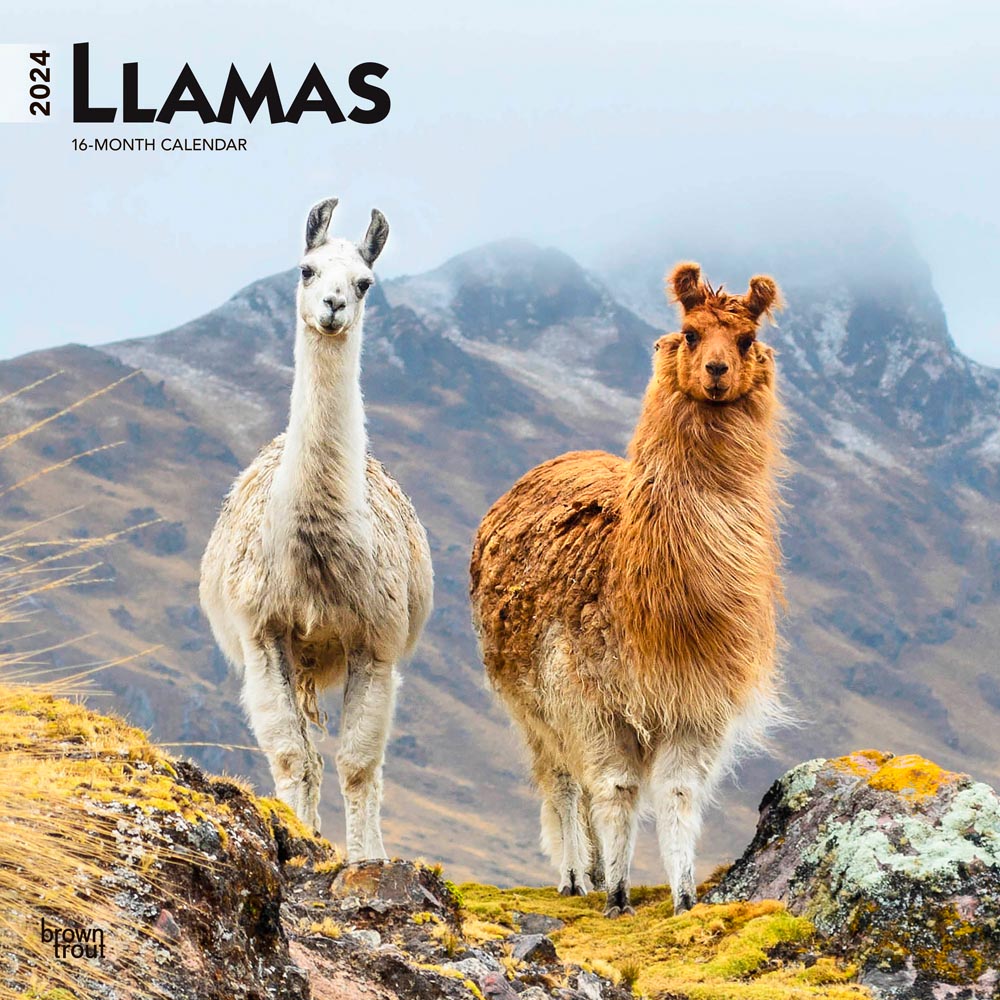 Llamas | 2024 12 x 24 Inch Monthly Square Wall Calendar | BrownTrout | Domestic Animals