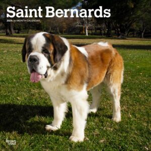 Saint Bernards | 2024 12 x 24 Inch Monthly Square Wall Calendar | BrownTrout | Animals Dog Breeds