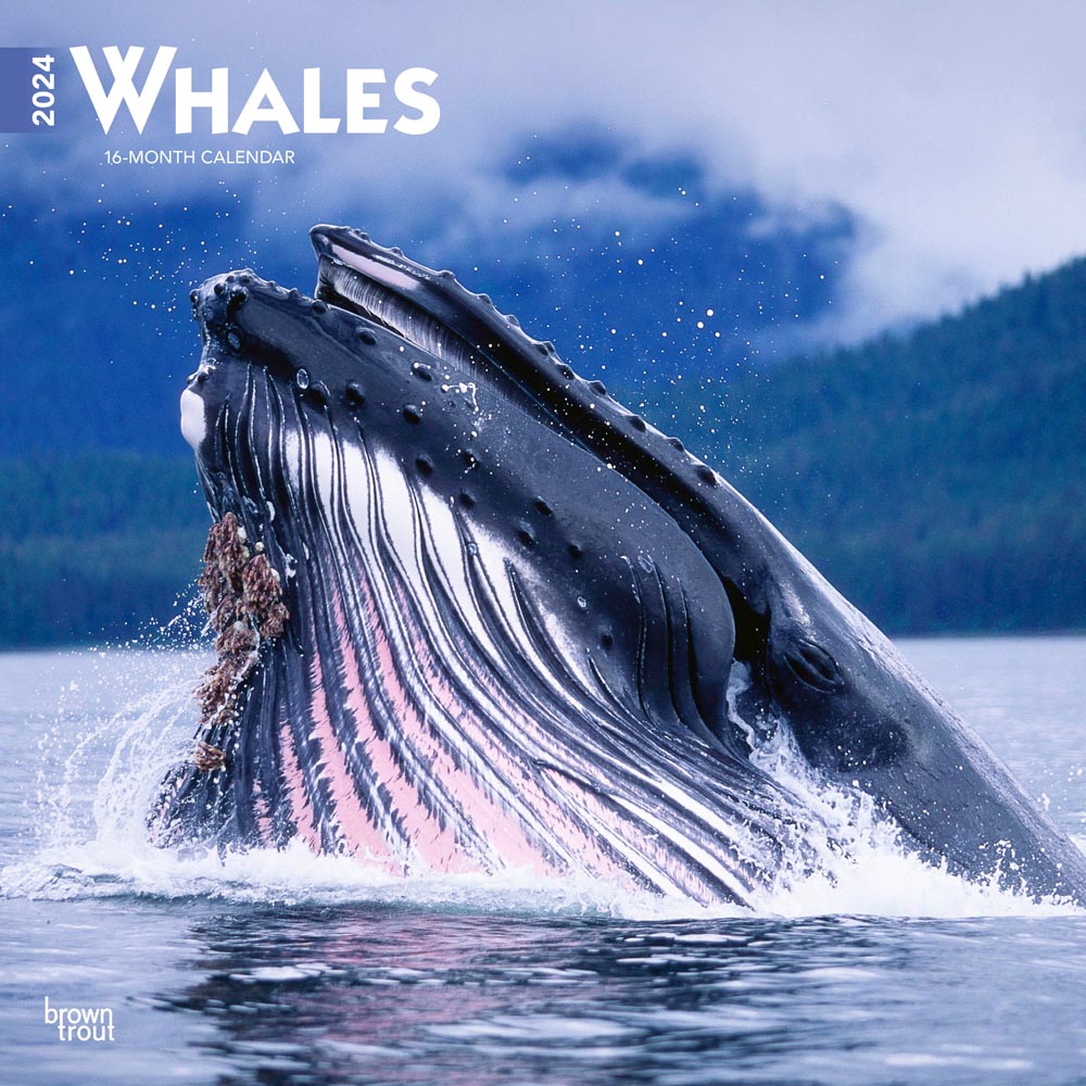 Whales | 2024 12 x 24 Inch Monthly Square Wall Calendar | BrownTrout | Animals Wildlife Marine Mammals