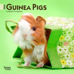 Guinea Pigs | 2024 7 x 14 Inch Monthly Mini Wall Calendar | BrownTrout | Domestic Animals Small Pets
