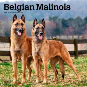 Belgian Malinois | 2024 12 x 24 Inch Monthly Square Wall Calendar | BrownTrout | Animals Dog Breeds