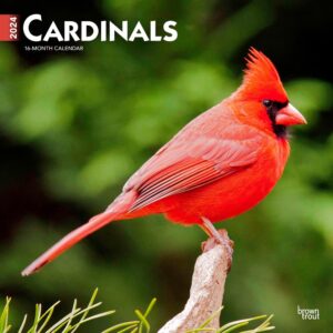 Cardinals | 2024 12 x 24 Inch Monthly Square Wall Calendar | BrownTrout | Animals Wildlife Red Birds