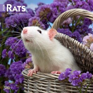 Rats | 2024 12 x 24 Inch Monthly Square Wall Calendar | BrownTrout | Domestic Animals Mouse