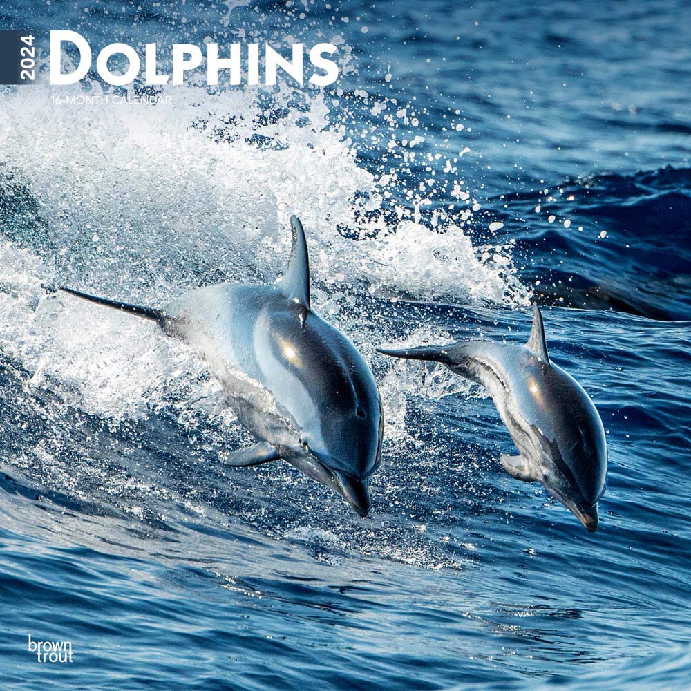 Dolphins | 2024 12 x 24 Inch Monthly Square Wall Calendar | BrownTrout | Dolphin Mammals Sea
