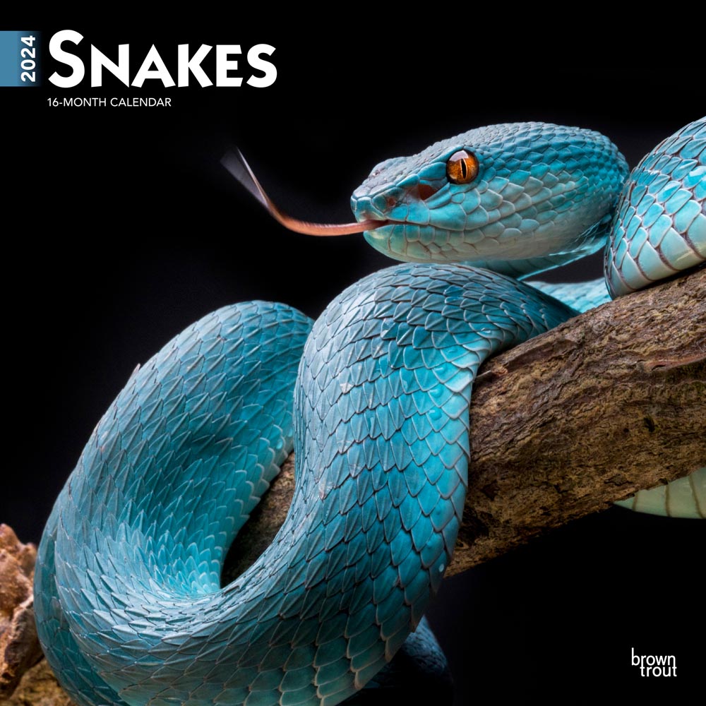 Snakes | 2024 12 x 24 Inch Monthly Square Wall Calendar | BrownTrout | Animals Nature Wildlife