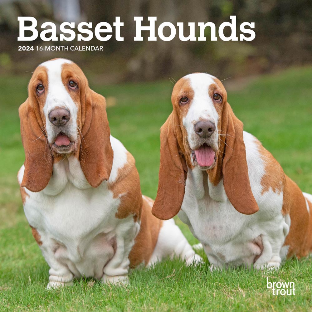 Basset Hounds | 2024 7 x 14 Inch Monthly Mini Wall Calendar | BrownTrout | Animals Dog Breeds