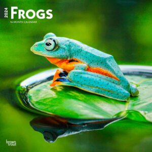 Frogs | 2024 12 x 24 Inch Monthly Square Wall Calendar | BrownTrout | Wildlife Animals