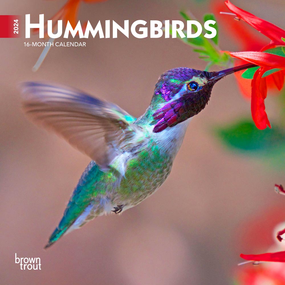 Hummingbirds | 2024 7 x 14 Inch Monthly Mini Wall Calendar | BrownTrout | Animals Wildlife Nature