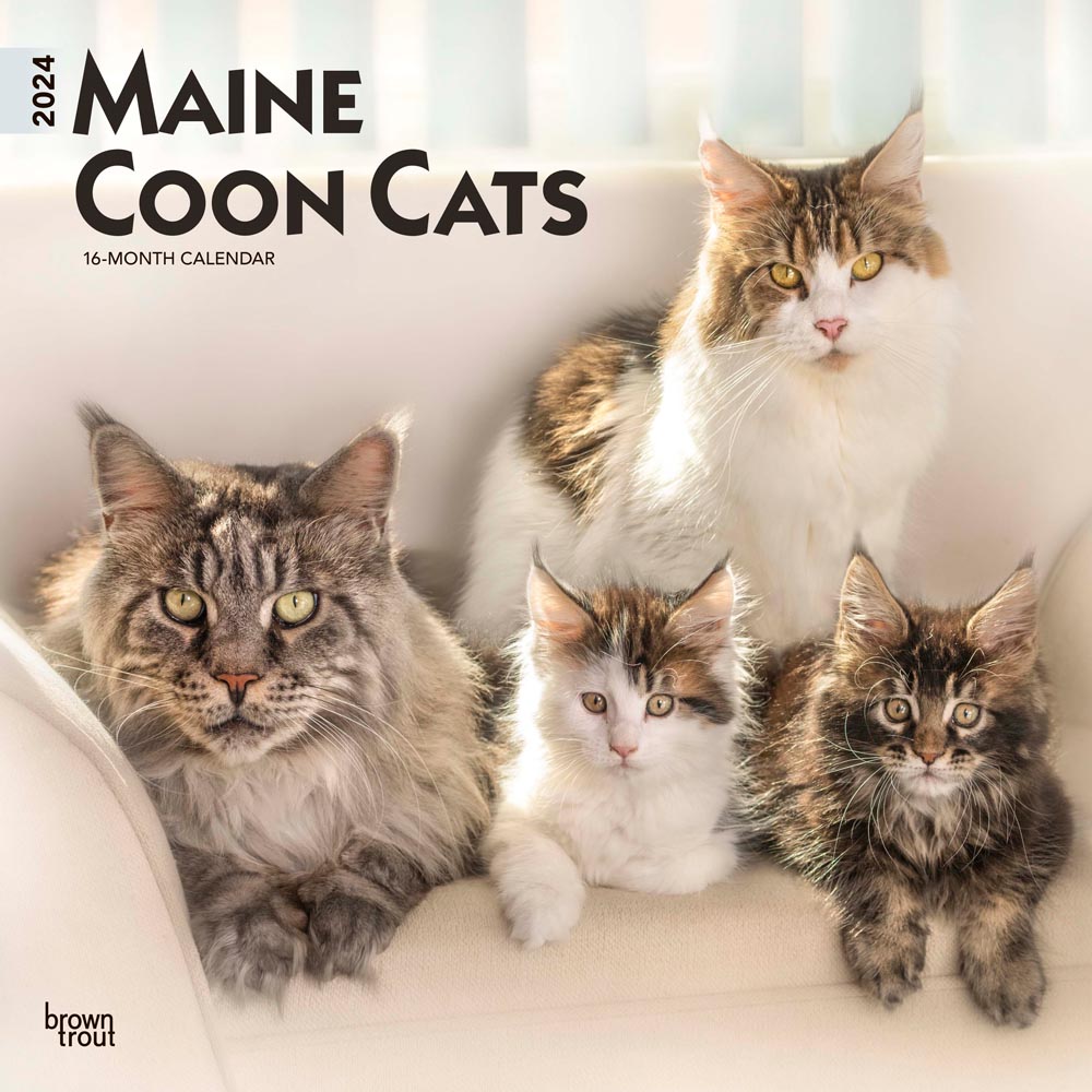 Maine Coon Cats | 2024 12 x 24 Inch Monthly Square Wall Calendar | BrownTrout | Animals Feline Kittens