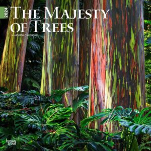 The Majesty of Trees | 2024 12 x 24 Inch Monthly Square Wall Calendar | BrownTrout | Nature Forests
