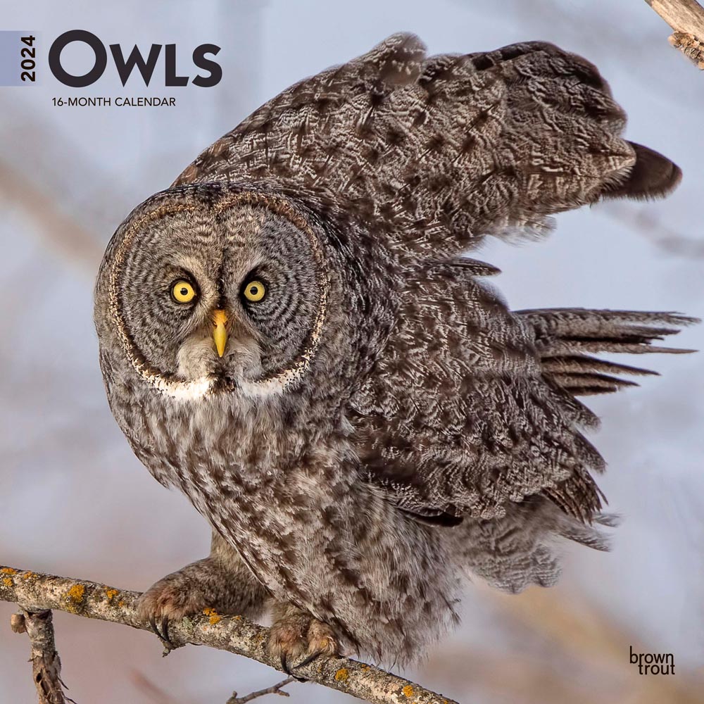 Owls | 2024 12 x 24 Inch Monthly Square Wall Calendar | BrownTrout | Wildlife Animals Birds