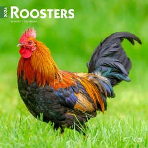 Roosters | 2024 12 x 24 Inch Monthly Square Wall Calendar | BrownTrout | Domestic Farm Barn Animals