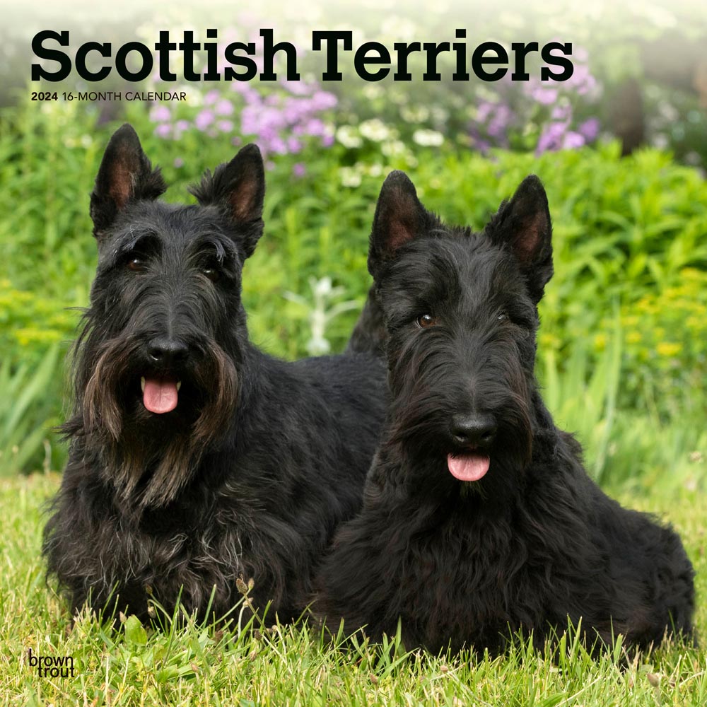 Scottish Terriers | 2024 12 x 24 Inch Monthly Square Wall Calendar | BrownTrout | Animals Small Scottie