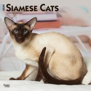 Siamese Cats | 2024 12 x 24 Inch Monthly Square Wall Calendar | BrownTrout | Animals Kittens Feline