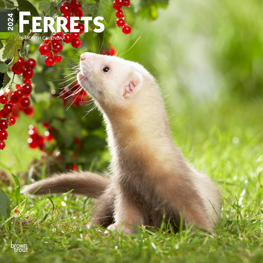 Ferrets | 2024 12 x 24 Inch Monthly Square Wall Calendar | BrownTrout | Animals Wildlife