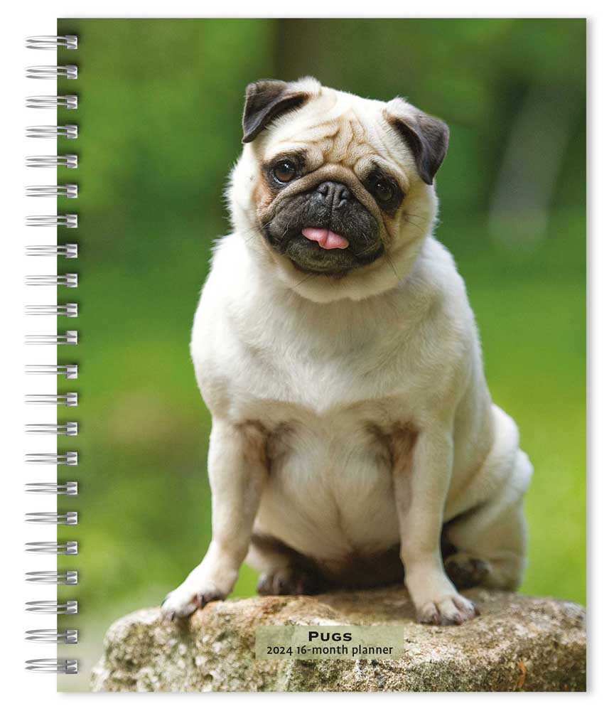 Pugs | 2024 6 x 7.75 Inch Spiral-Bound Wire-O Weekly Engagement Planner Calendar | New Full-Color Image Every Week | BrownTrout | Animals Dog Breeds Pets