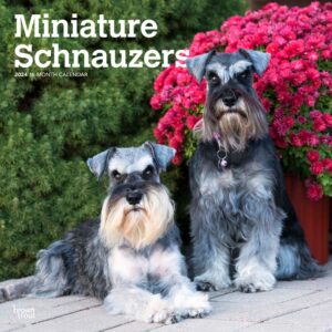 Miniature Schnauzers | 2024 12 x 24 Inch Monthly Square Wall Calendar | BrownTrout | Animals Small Dog Breeds