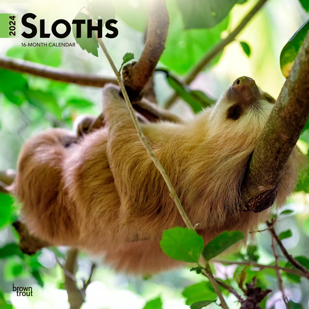 Sloths | 2024 12 x 24 Inch Monthly Square Wall Calendar | BrownTrout | Animals Nature Wildlife