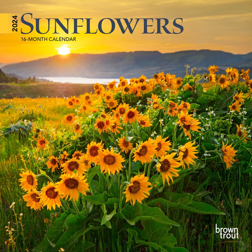 Sunflowers | 2024 7 x 14 Inch Monthly Mini Wall Calendar | BrownTrout | Flower Outdoor Plant