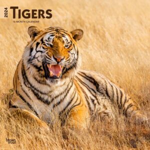 Tigers | 2024 12 x 24 Inch Monthly Square Wall Calendar | BrownTrout | Wildlife Zoo Animals