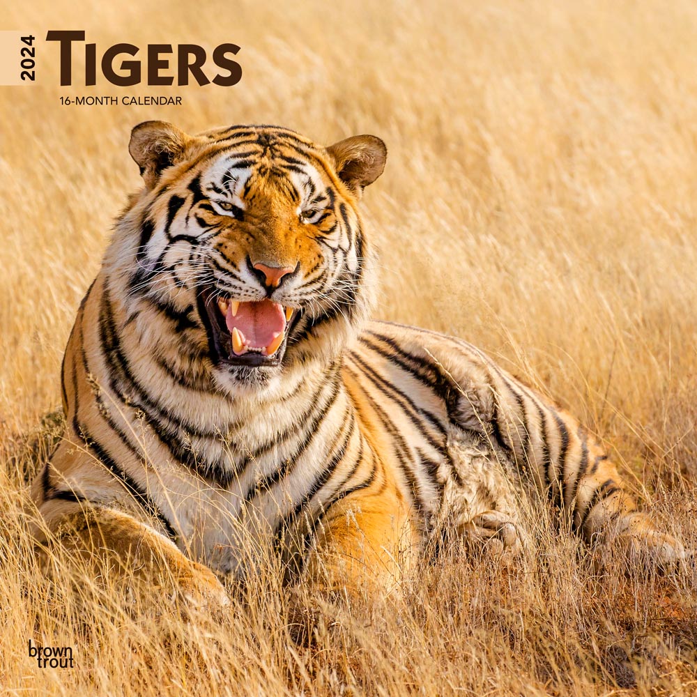 Tigers | 2024 12 x 24 Inch Monthly Square Wall Calendar | BrownTrout | Wildlife Zoo Animals
