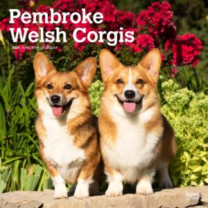Pembroke Welsh Corgis | 2024 12 x 24 Inch Monthly Square Wall Calendar | BrownTrout | Animals Dog Breeds