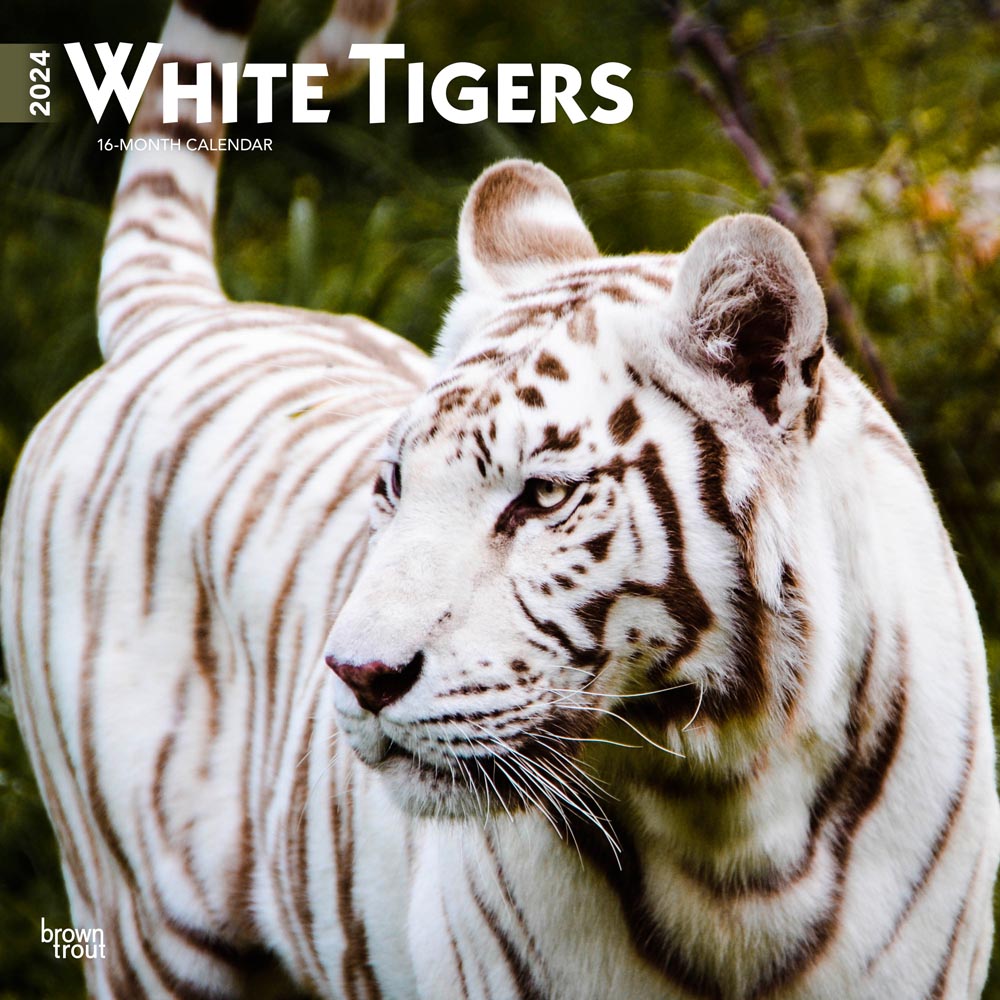 White Tigers | 2024 12 x 24 Inch Monthly Square Wall Calendar | BrownTrout | Wildlife Zoo Animals