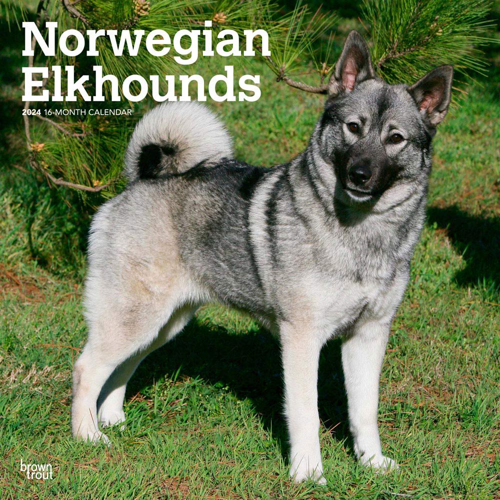 Norwegian Elkhounds | 2024 12 x 24 Inch Monthly Square Wall Calendar | BrownTrout | Animals Dog Breeds
