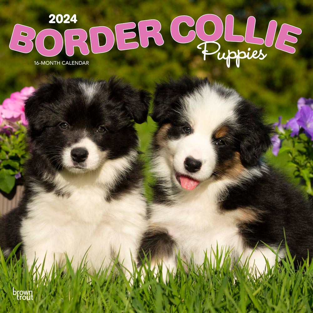 Border Collie Puppies | 2024 12 x 24 Inch Monthly Square Wall Calendar | BrownTrout | Animals Dog Breeds Collie Puppy