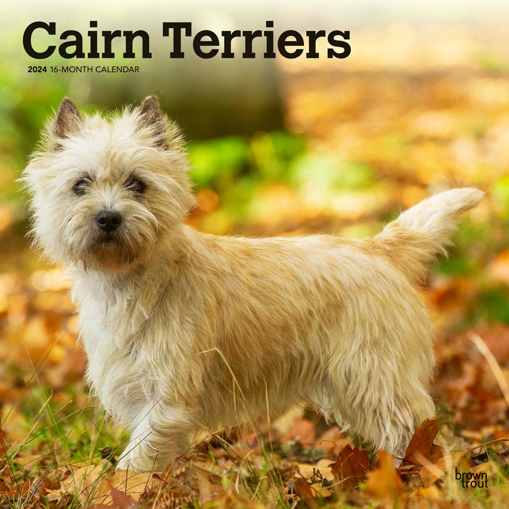 Cairn Terriers | 2024 12 x 24 Inch Monthly Square Wall Calendar | BrownTrout | Animals Dog Breeds