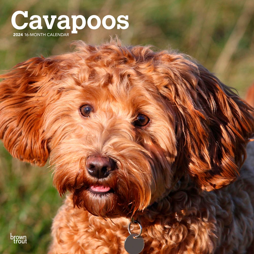 Cavapoos | 2024 12 x 24 Inch Monthly Square Wall Calendar | BrownTrout | Animals Dog Breeds Puppies