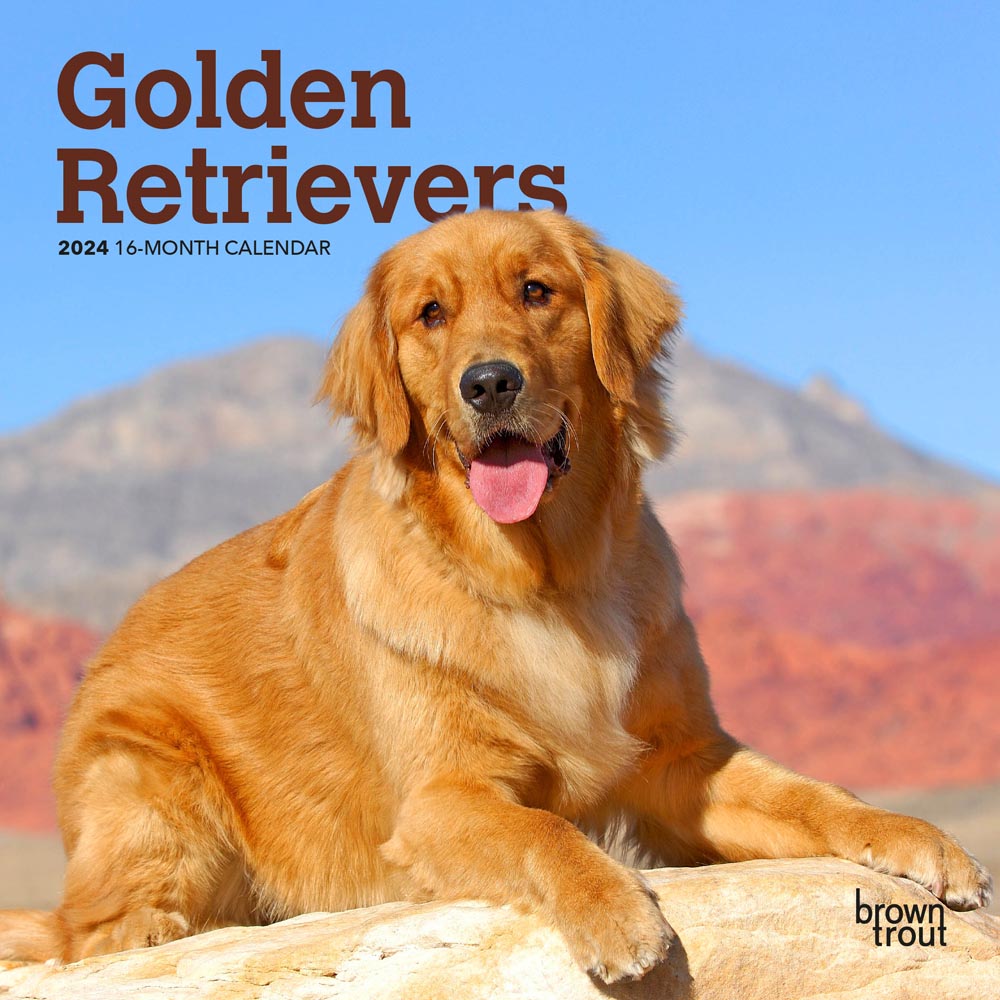 Golden Retrievers | 2024 7 x 14 Inch Monthly Mini Wall Calendar | BrownTrout | Animals Dog Breeds Retriever