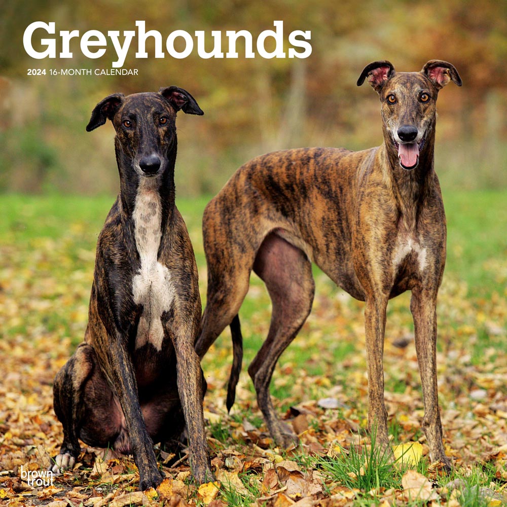 Greyhounds | 2024 12 x 24 Inch Monthly Square Wall Calendar | BrownTrout | Animals Dog Breeds