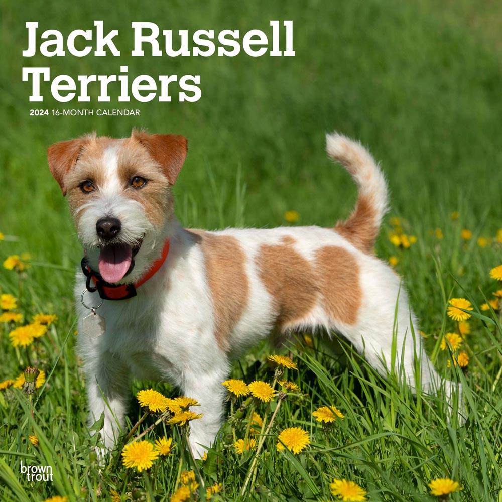 Jack Russell Terriers | 2024 12 x 24 Inch Monthly Square Wall Calendar | BrownTrout | Animals Dog Breeds