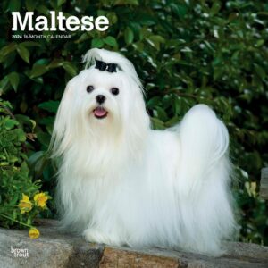 Maltese | 2024 12 x 24 Inch Monthly Square Wall Calendar | BrownTrout | Animals Small Dog Breeds