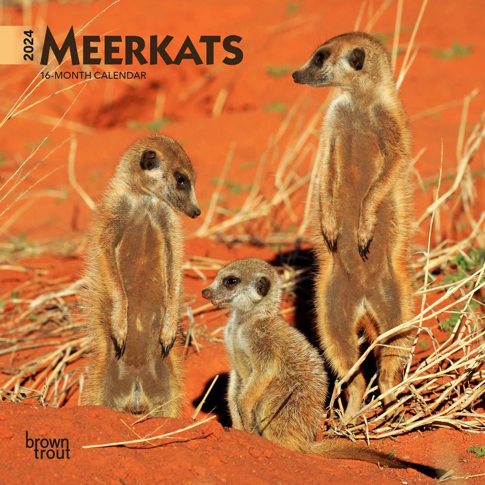 Meerkats | 2024 7 x 14 Inch Monthly Mini Wall Calendar | BrownTrout | Wildlife Animals