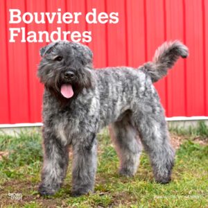 Bouvier des Flandres | 2024 12 x 24 Inch Monthly Square Wall Calendar | BrownTrout | Animals Dog Breeds