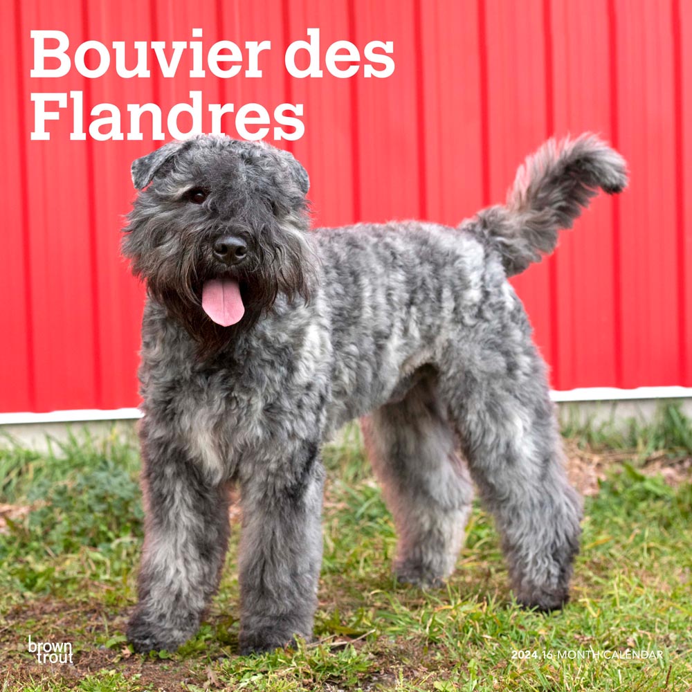 Bouvier des Flandres | 2024 12 x 24 Inch Monthly Square Wall Calendar | BrownTrout | Animals Dog Breeds