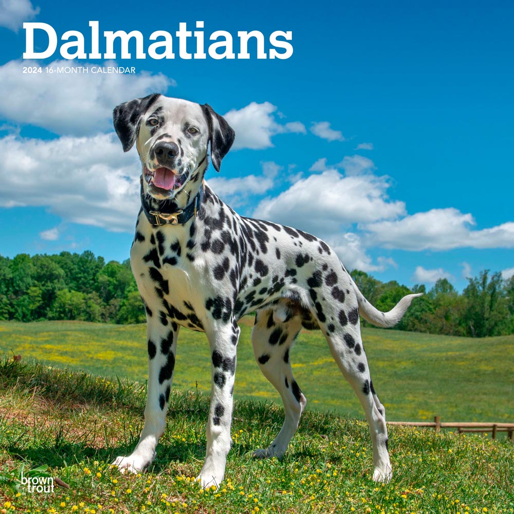 Dalmatians | 2024 12 x 24 Inch Monthly Square Wall Calendar | BrownTrout | Animals Dog Breeds