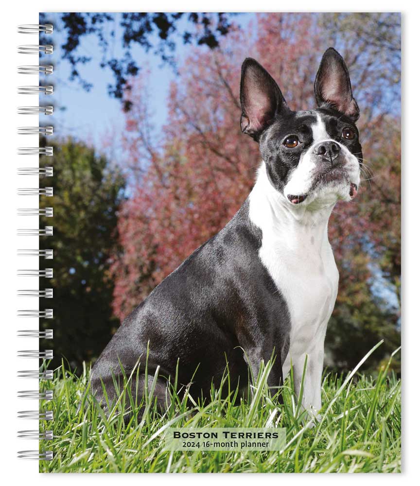Boston Terriers | 2024 6 x 7.75 Inch Spiral-Bound Wire-O Weekly Engagement Planner Calendar | New Full-Color Image Every Week | BrownTrout | Animals Dog Breeds