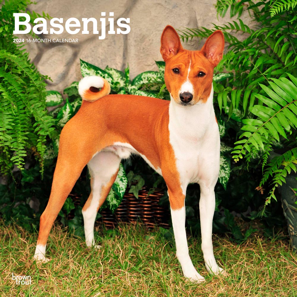 Basenjis | 2024 12 x 24 Inch Monthly Square Wall Calendar | BrownTrout | Animals Dog Breeds