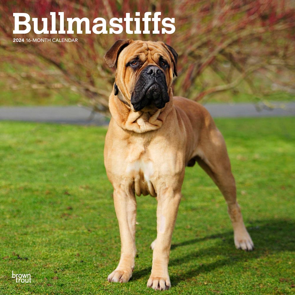 Bullmastiffs | 2024 12 x 24 Inch Monthly Square Wall Calendar | BrownTrout | Animals Dog Breeds