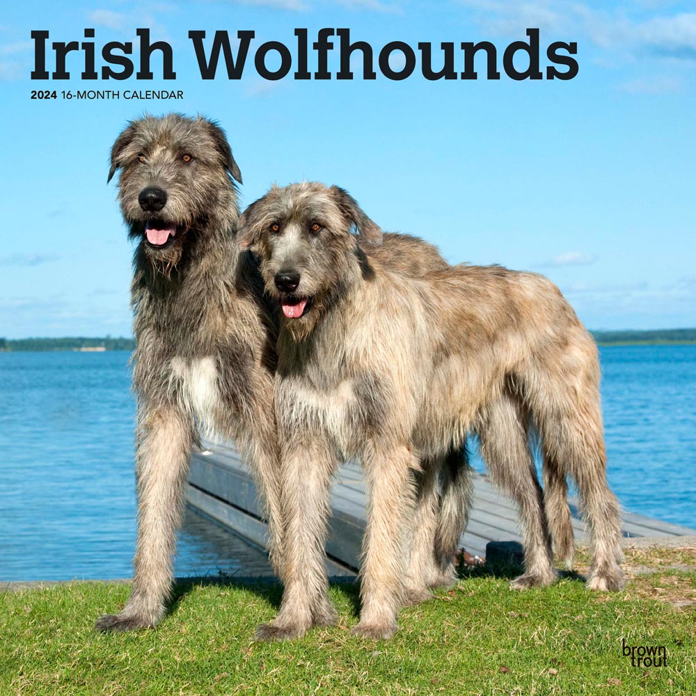 Irish Wolfhounds | 2024 12 x 24 Inch Monthly Square Wall Calendar | BrownTrout | Animals Dog Breeds