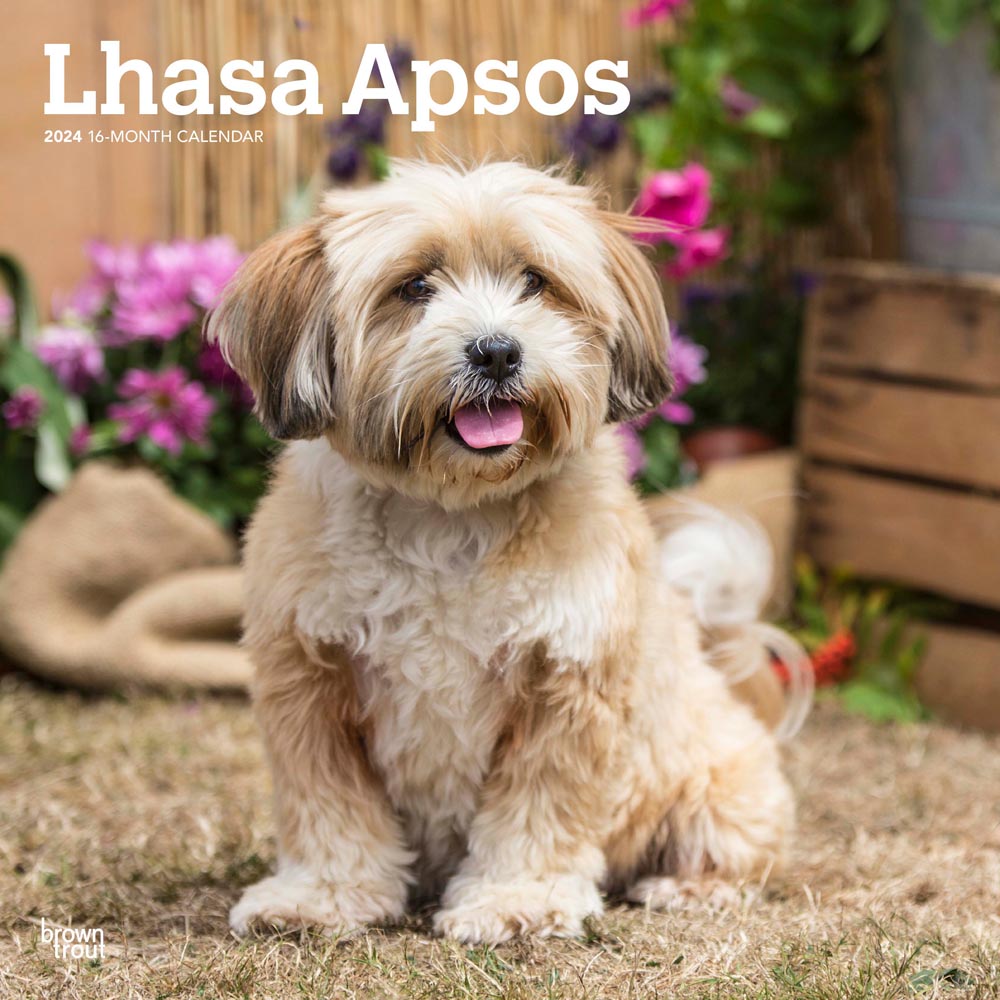 Lhasa Apsos | 2024 12 x 24 Inch Monthly Square Wall Calendar | BrownTrout | Animals Dog Breeds
