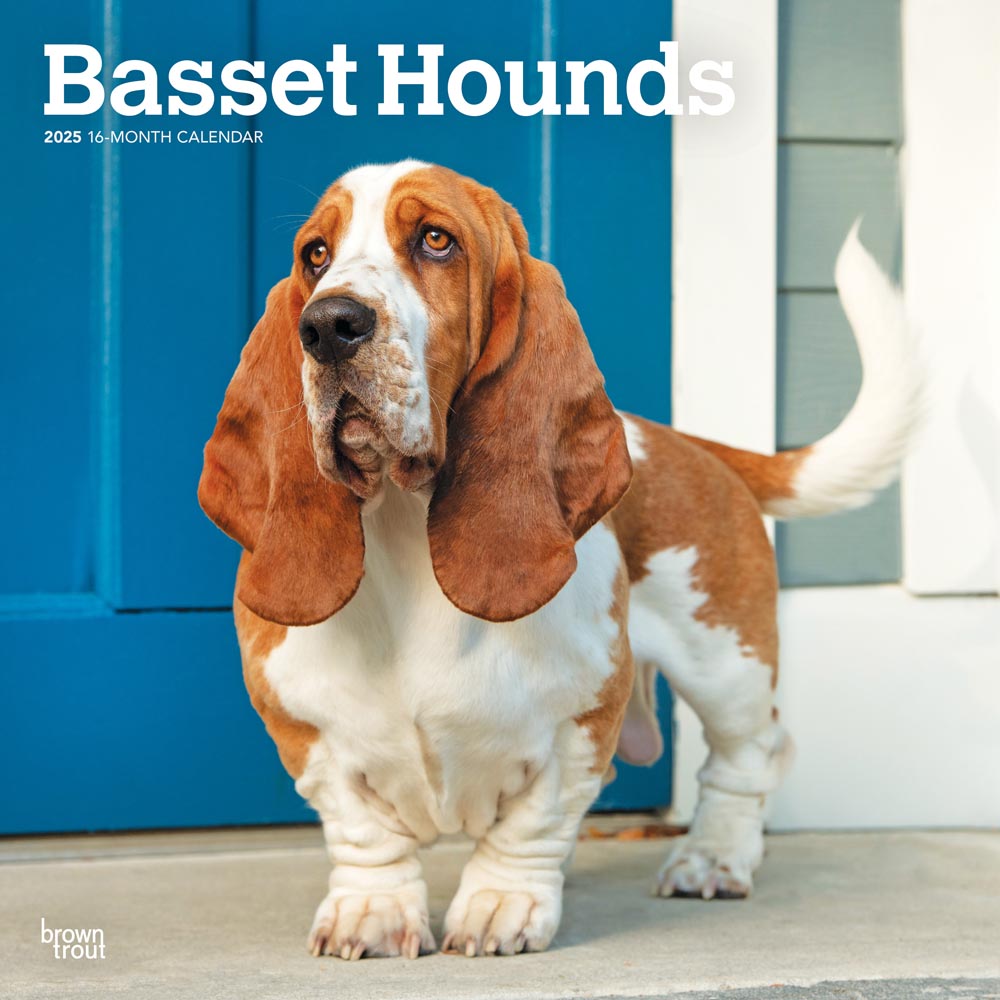 Basset Hounds | 2025 12 x 24 Inch Monthly Square Wall Calendar | Plastic-Free | BrownTrout | Animals Dog Breeds
