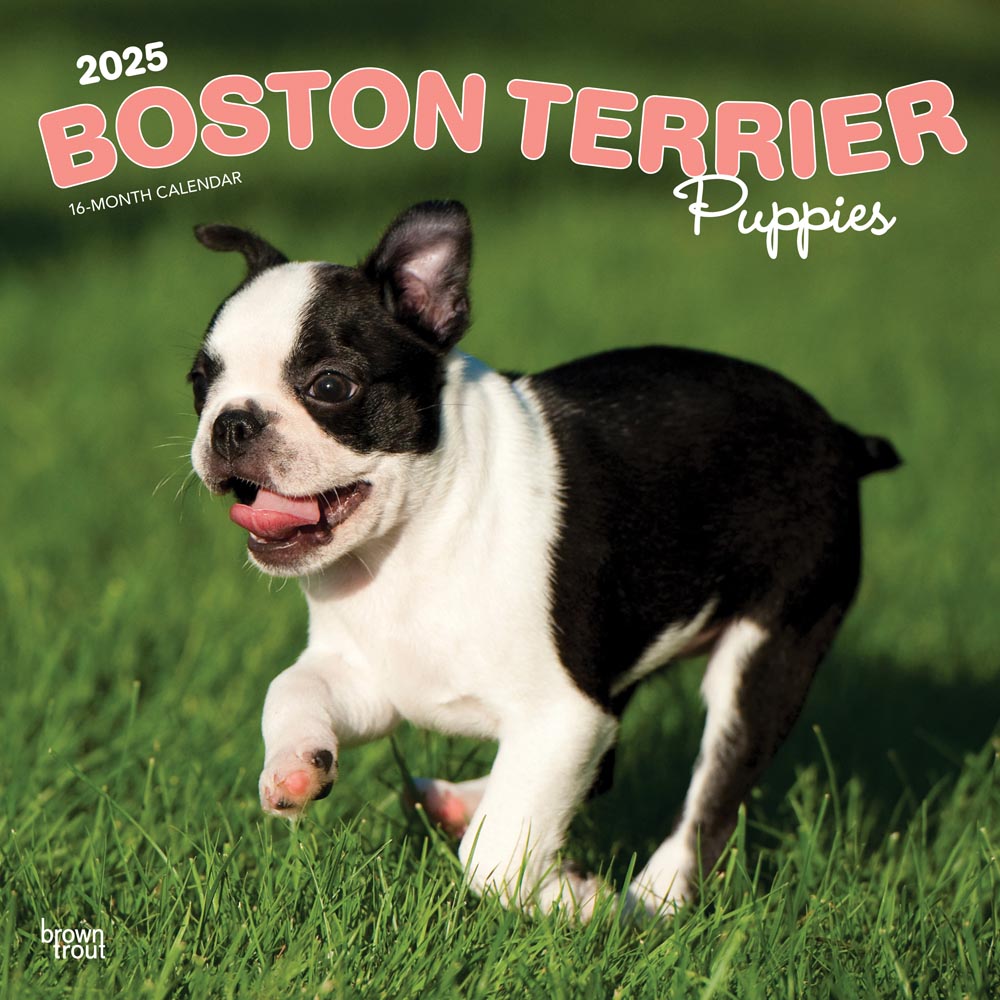 Boston Terrier Puppies | 2025 12 x 24 Inch Monthly Square Wall Calendar | Plastic-Free | BrownTrout | Animals Dog Breeds Puppy