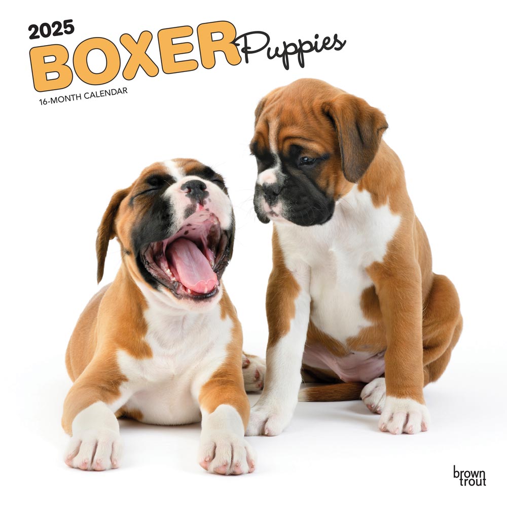 Boxer Puppies | 2025 12 x 24 Inch Monthly Square Wall Calendar | Plastic-Free | BrownTrout | Animals Dog Breeds Puppy