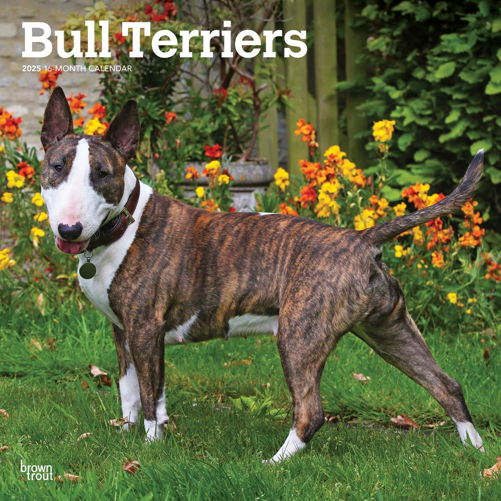 Bull Terriers | 2025 12 x 24 Inch Monthly Square Wall Calendar | Plastic-Free | BrownTrout | Animals Dog Breeds